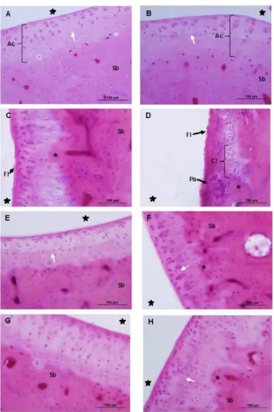 Fig. 1: Photomicrographs of the ankle joint of Wistar rats, showing the articular cartilage