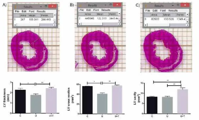 Figure 1: Effect of maternal low-protein diet and moderate physical training on cardiac morphology