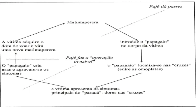Figura  3.  Ciclo  zooantropogênico  (ornitopatogênico)  gerado  pela  matintaperera  (Tapera  naevia)  e  causador  do  “parauá”,  na  comunidade  de  Itapuá,  região  do  Salgado,  município  de  Vigia  (PA)