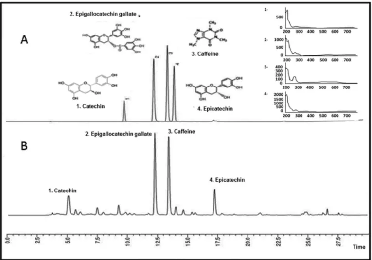 Figure 2 - (A) Chromatographic proile of (1) catechin, (2) 3-epigallocatechin gallate, (3) cafeine and (4) epicatechin with their UV spectra and (B) green tea Extract (Apis Flora Ind