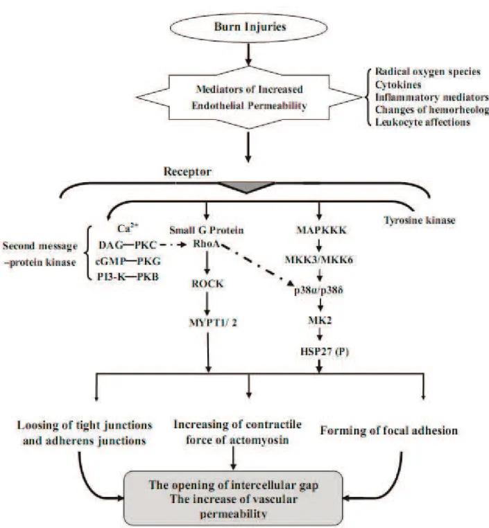 Figure 10 - The inferential signal pathways that regulate vascular permeability during burn injury and inflammation.