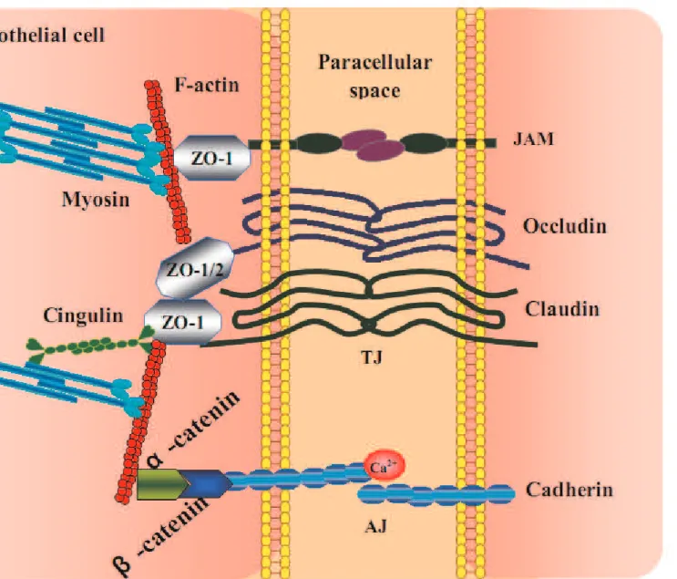 Figure 3 - Simplified schematic image of tight junction (TJ) and adherens junction (AJ).