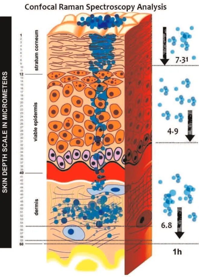Figure 1 - Skin layer Analysis - Nanoparticles concentration of testosterone on the Stratum corneum, viable epidermis and Dermis.