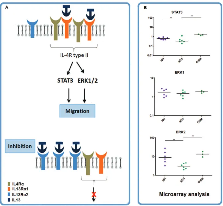 Figure 4 - IL-13 network. (A) Schematic representation of IL-13 signaling pathway emphasizing of the downstream cascade including IL13Rs, extracellular-signal-regulated  kinases-1 and 2 (ERK1/2), and signal transducer activator of transcription-3 (STAT3)