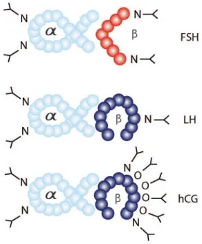 Figure 1 - Glycosylation patterns of FSH, LH and hCG. The alpha subunits of each hormo- hormo-ne are identical in amino acid sequence and contain two sites of N-linked glycosylation