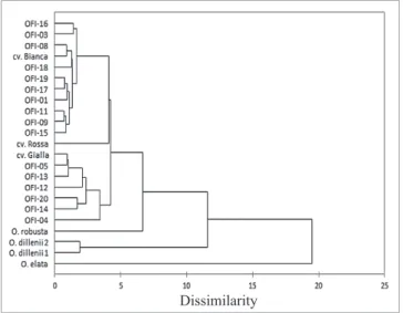 Fig. 4. Hierarchical clustering analysis for 20 Opuntia  spp. Portuguese ecotypes and three O