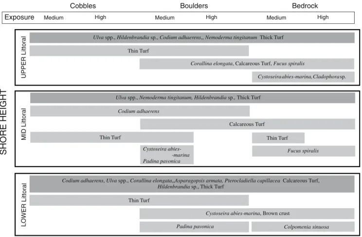 Fig. 3 Intertidal biotope proposal for the island of Sa˜o Miguel