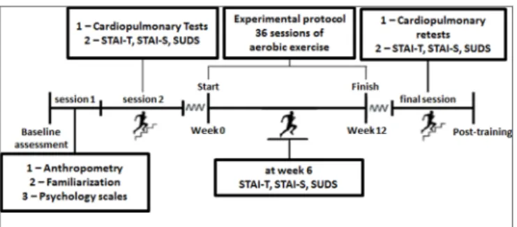 Figure 1 - Schematic representation of the experimental timeline. The protocol com- com-prised three phases: baseline assessment (2 sessions), experimental procedure (36  sessions), reassessment (1 session).