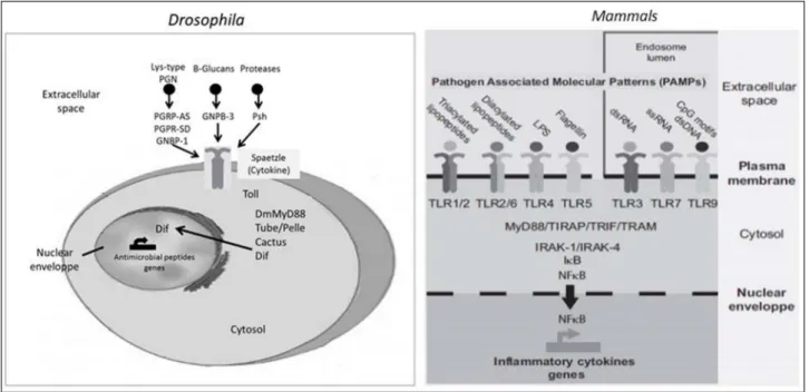 Figure 1 - Schematic representation of Toll/TLR pathways in Drosophila and mammals. Toll and TLRs activate an evolutionarily conserved signaling pathway