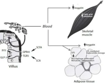 Figure 2 - Interaction between intestinal microbiota and host metabolism. LPS derived  from the gut can increase inlammation in adipose tissue and reduce insulin sensitivity