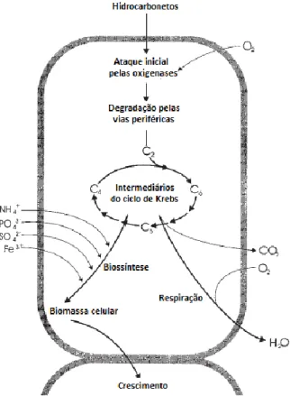 Figura  4-  Princípios  fundamentais  na  degradação  aeróbia  de  hidrocarbonetos  por  bactérias: 