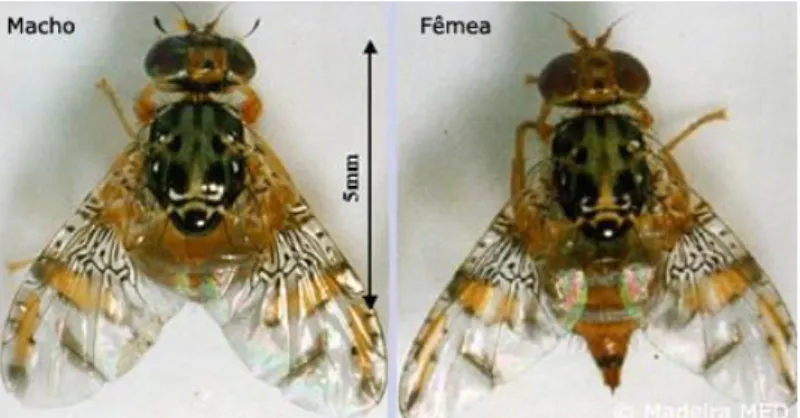 Figura  11  –  Pormenor  de  adultos,  Macho  e  Fêmea,  de  Ceratitis  capitata. In 