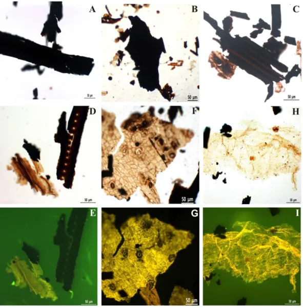 Figure  14.  Photomicrographs  of  Phytoclast  group  taken  under  transmitted  white  light  (TL)  and  fluorescence  mode  (FM)