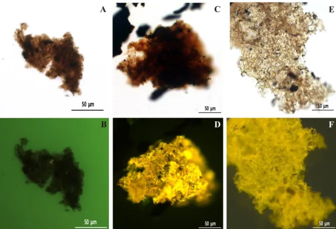 Figure  15.  Photomicrographs  of  the  Amorphous  Organic  Matter  group  taken  under  transmitted  white  light  (TL)  and  fluorescence mode (FM)
