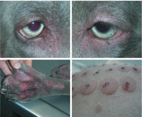 Figure 3. Right and left eye of a severely affected atopic dog with periocular alopecia and congestion due to blepharitis with intense pruritus and  conjunc-tival hyperemia, congestion and chemosis