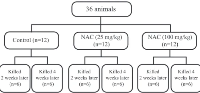 Figure 1 shows the algorithm for establishing experi- experi-mental groups. All 36 animals were randomly  distribut-ed into 3 experimental groups with 12 rats each
