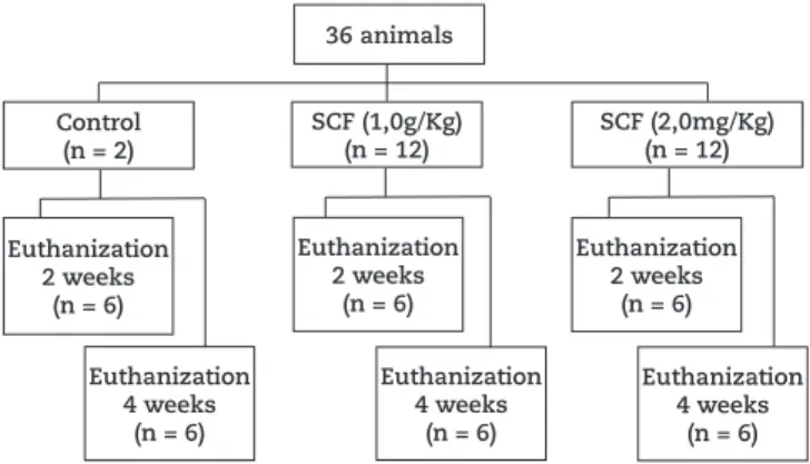 Fig. 1 shows the algorithm for the experimental group  formation. The 36 animals were randomly divided into  three groups with 12 rats in each