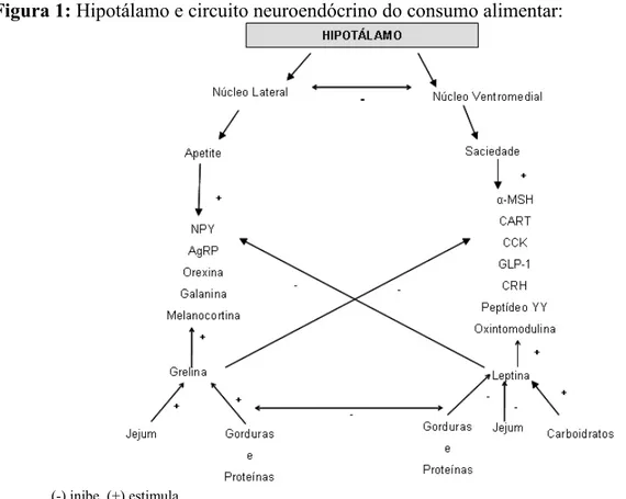 Figura 1: Hipotálamo e circuito neuroendócrino do consumo alimentar: