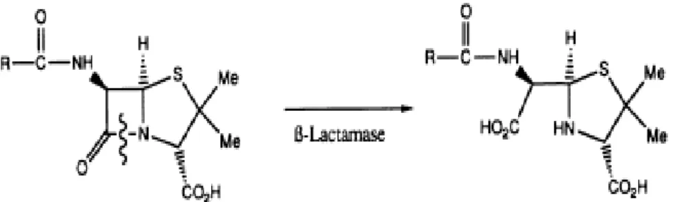 Figura 5: Desativação da penicilina pelas beta-lactamases.