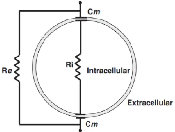 Figura 1.4. – Modelação da bioimpedância elétrica de uma célula suspensa no ECF e respetivo  circuito elétrico equivalente
