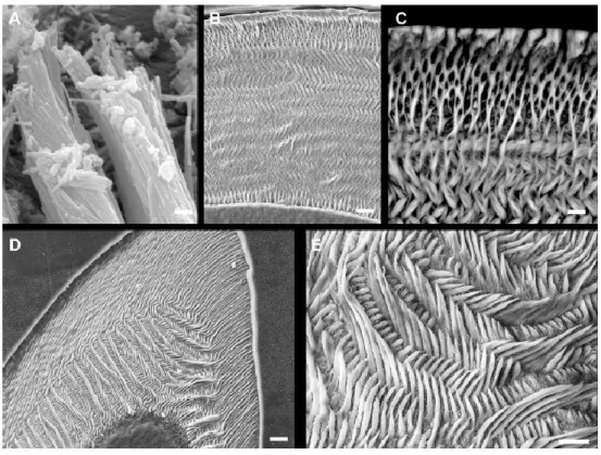 Figura  3  -    Imagens  de  microscópio  eletrónico  de  varrimento  do  esmalte  de  um  rato