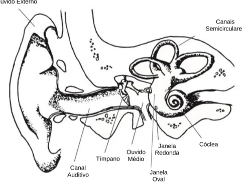 Figura 2.1. – Representação do ouvido humano (ouvido externo, ouvido médio e ouvido interno)