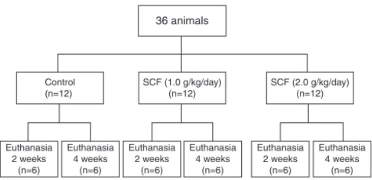 Fig. 1 shows the distribution of our experimental groups. Our 36 animals were divided randomly into three groups of 12 rats each