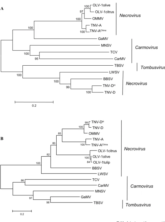 Fig. 4 Phylogenetic tree generated  from multiple alignment of deduced  amino acid sequence of RdRp (A),  and of CP (B), encoded by OLV-1  isolates, with their respective  counterparts encoded by other  Tombusviridae members , using the  Neighbour-Joining 