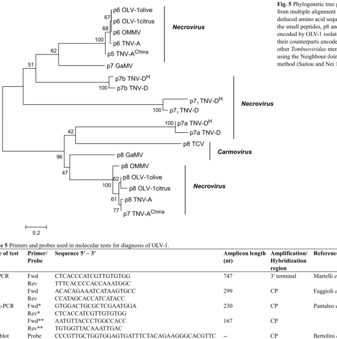 Fig. 5 Phylogenetic tree generated  from multiple alignment of  deduced amino acid sequences of  the small peptides, p8 and p6,  encoded by OLV-1 isolates, with  their counterparts encoded by  other Tombusviridae members,  using the Neighbour-Joining  meth