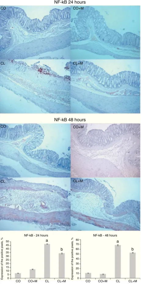 Fig. 5 – Effect of mesalazine in the expression of nuclear transcription factor kappa B (NF-kB) in an experimental model of colitis