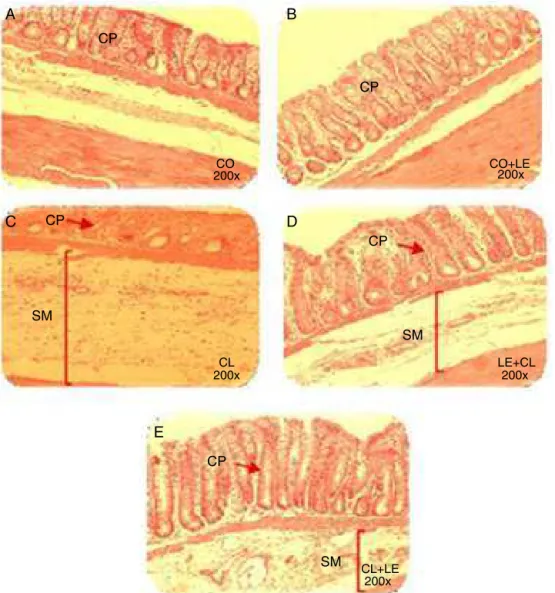 Fig. 3 – Photomicrograph of the distal portion of the intestine in the different groups
