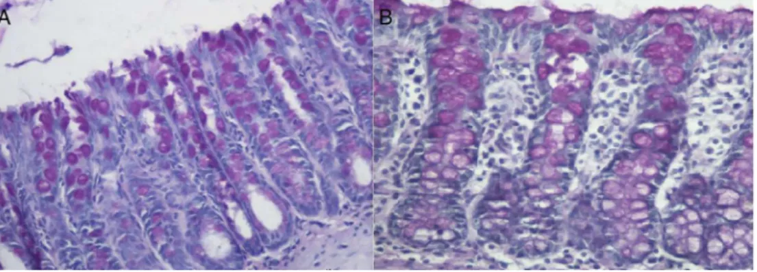 Fig. 2 – (A) Tissue expression of neutral mucins in the colonic mucosa devoid of fecal stream of an animal submitted to the saline intervention for two weeks