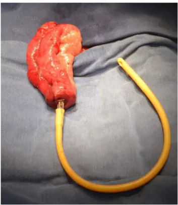 Fig. 2 – Commencing the dissection.