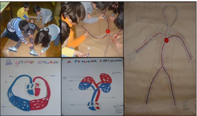 Figura 1  - Construção do sistema circulatório - A pequena circulação e a grande circulação 