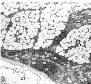 FIGURE 1-   Mucous acinus. Observe: nucleus(N), mucous secretory granules(G), intercelular spaces with interdigitations(I) and interacinar connective tissue