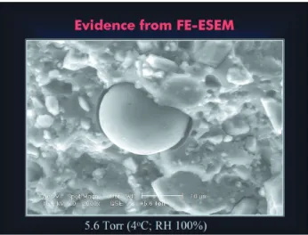 FIGURE 22 - Environmental SEM micrograph of an unfractured spherical body in Fuji VII, showing that it is not a dehydration artifact