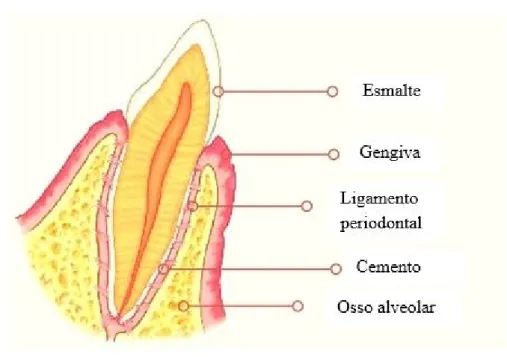 Figura 3- O dente e as estruturas do periodonto adaptado do artigo do Dr George Ghidrai,  2020