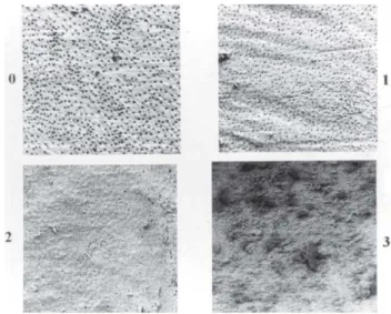 FIGURE 1- Scores used for scanning electron microscopy analysis (500x magnification)