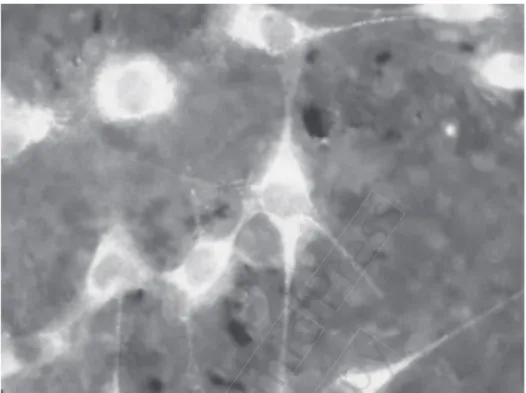 Figure 3. MC3T3 cells on the active area of the device immediately after mechanical stimulation