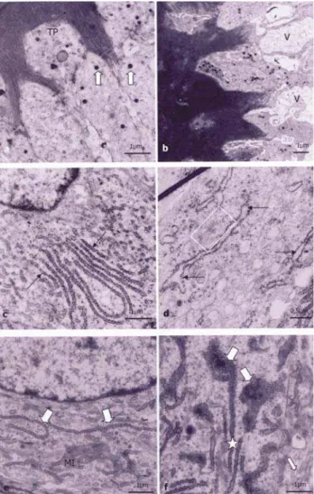 FIGURE 1 (a–h)- Histological sections of rat incisor buds stained by immunohistochemical reaction for amelogenin.