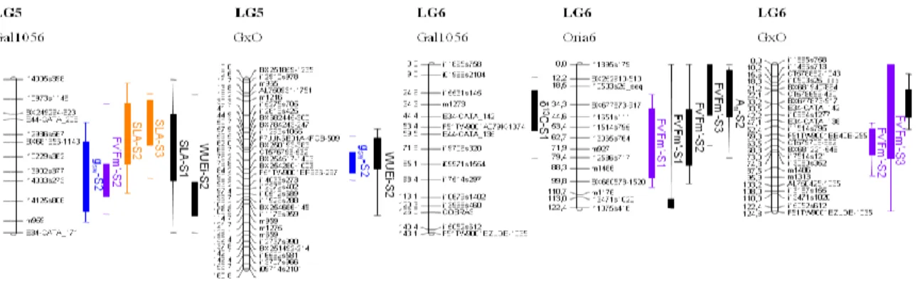 Fig. 1. Representation of QTL identified on the parental (Gal1056 and Oria6) and consensus (GxO) linkage maps  (LGs 5 and 6)