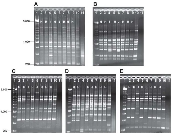 FIGURE 1- Representative AP-PCR profiles (amplitypes) identified among S. mutans strains isolated from volunteer 8, with OPA 02 (A), OPA 03 (B), OPA 05 (C), OPA 13 (D) e OPA 18 (E)