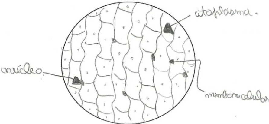 Figura 2 - Registo da visualização da epiderme da cebola 