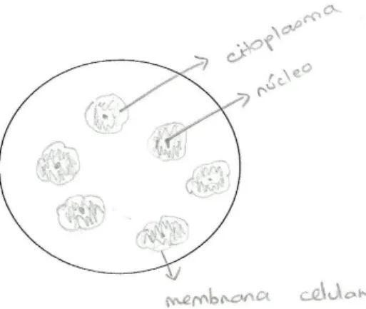 Figura 3 - Registo da visualização do epitélio bucal 
