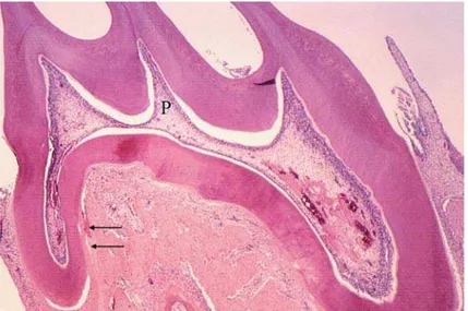 Figure 4- Microscopic aspects of the pulp and periodontal morphological changes in the periodontal ligament, after 4 days            ? I   X  #    the distal root (arrows) and the normal aspect of the pulp (P)