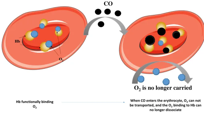 Figure 1: Effect of CO in O 2  binding: when CO enters the erythrocyte, besides the fact that  it  blocks  O 2   binding  to  Hb,  it  also  causes  an  allosteric  alteration  in  Hb,  which  cannot  dissociate O 2 