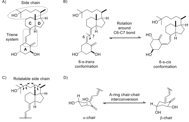 Fig. 3. Conformational flexibility of the triene system, side chain and the A ring of calcitriol 