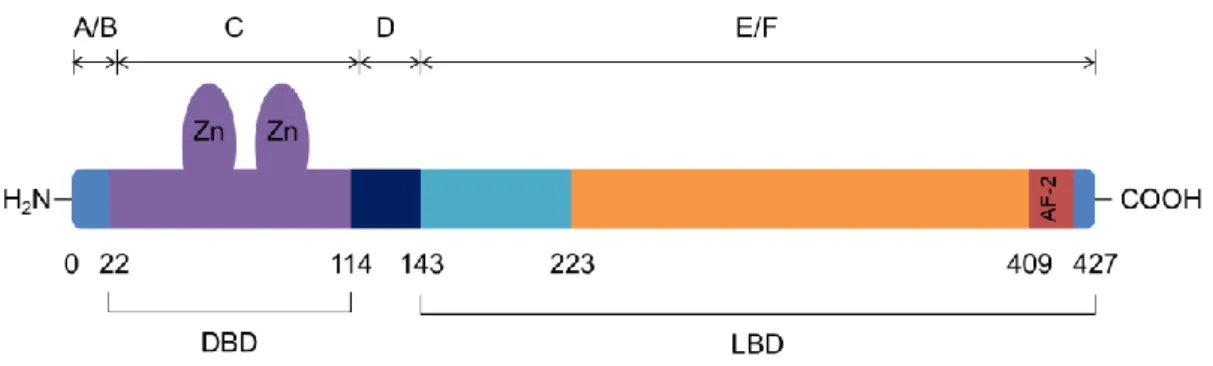 Fig. 4. Schematic representation of the structure of human VDR 