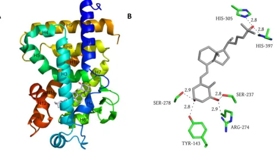 Fig. 5. A) Crystal structure of the 1,25D-LBD-VDR complex; B) Representation of polar interaction in the ligand pocket  of VDR  (PDB code: 1DB1) 
