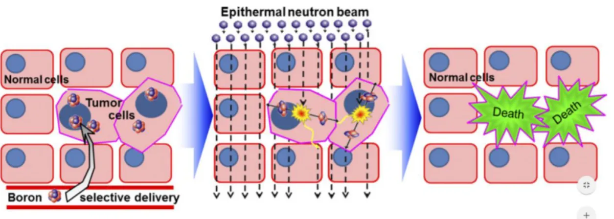 Fig. 12. Selective neutron capture of neutrons by  10 B in a tissue 48
